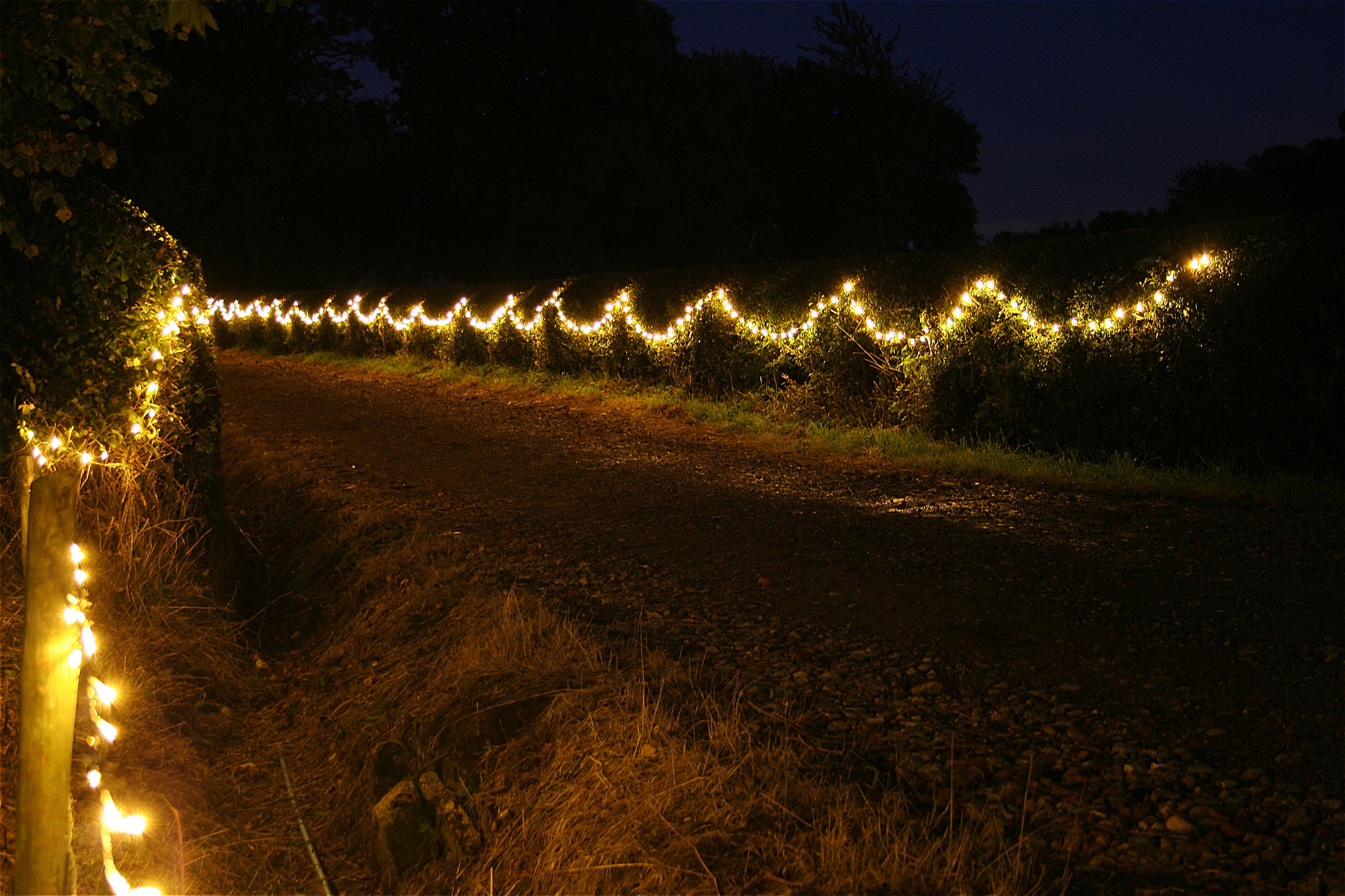 A little bit of sparkle in the trees