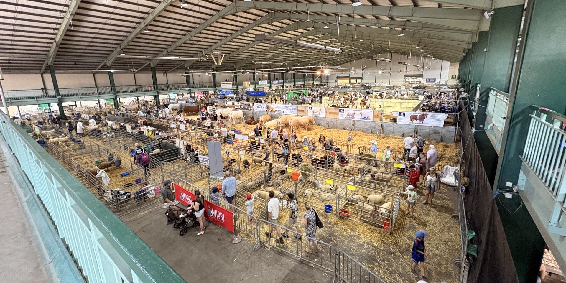Livestock pens and visitors in a covered show hall