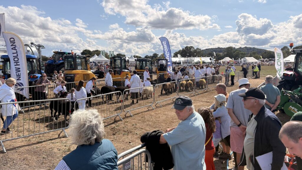 Visitors watching livestock at the Gillingham & Shaftesbury Show